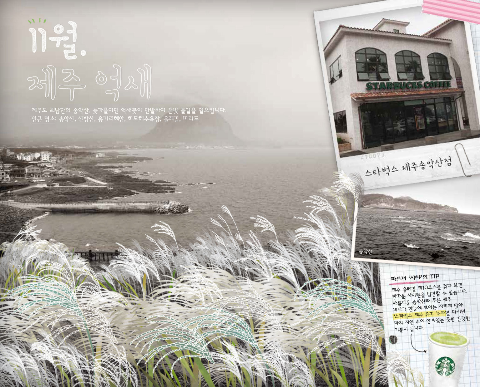 11월. 제주 억새, 제주도 최남단의 송악산, 늦가을이면 억새꽃이 만발하여 은빛 물결을 일으킵니다. 인근 명소 : 송악산, 산방산, 용머리해안, 하모해수욕장, 올레길, 마라도, 스타벅스 제주송악산점, 파트너 '샤샤'의 TIP : 제주 올레길 제 10코스를 걷다 보면 반가운 사이렌을 발견할 수 있습니다. 아름다운 송악산과 푸른 제주 바다가 한 눈에 보이는 자리에 앉아 '스타벅스 제주 유기 녹차'를 마시면 마치 자연 속에 안겨있는 듯한 건강한 기분이 듭니다.